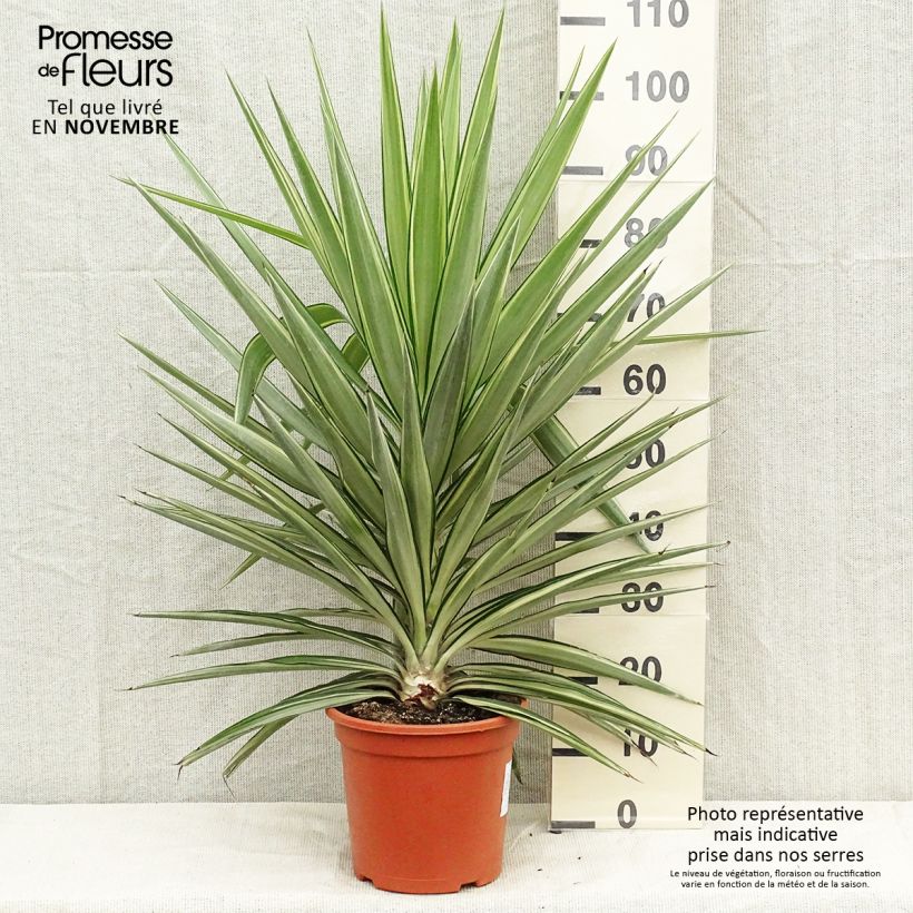 Spécimen de Yucca elephantipes Jewel - Yucca pied d'éléphant panaché Pot de 7,5L/10L tel que livré en automne