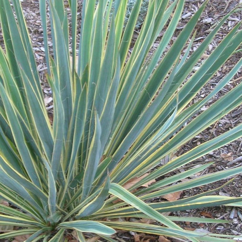 Yucca filamentosa Bright Edge - Yucca filamenteux (Foliage)