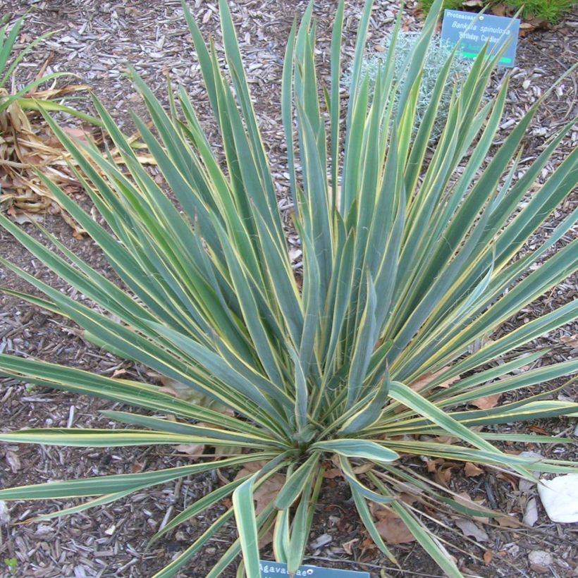 Yucca filamentosa Bright Edge - Yucca filamenteux (Plant habit)