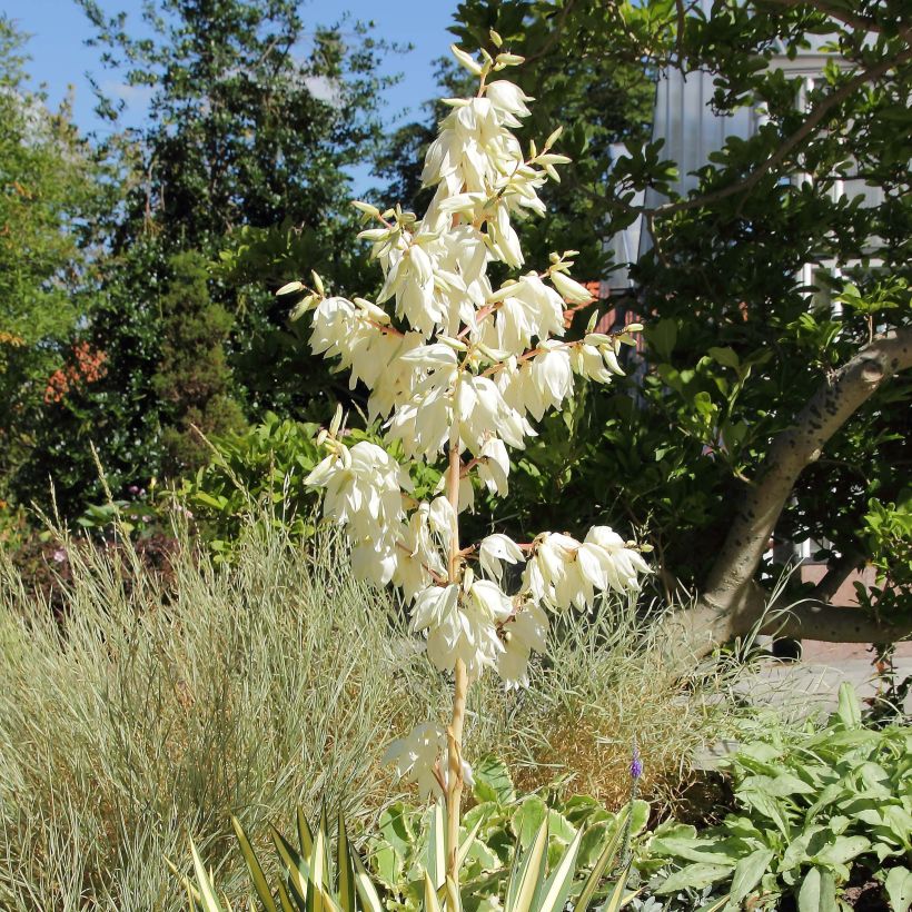 Yucca filamentosa Colour Guard - Yucca filamenteux panaché (Flowering)