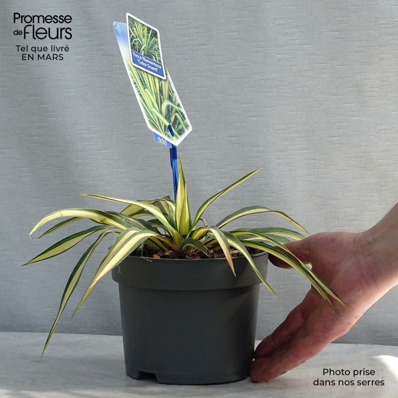Example of Yucca filamentosa Colour Guard - Yucca filamenteux panaché Pot de 2L/3L as you get in printemps