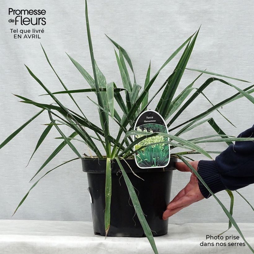 Example of Yucca filamentosa Pot de 6L/7L as you get in printemps