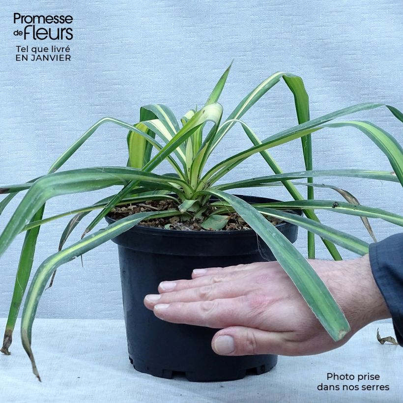 Spécimen de Yucca flaccida Golden Sword Pot de 2L/3L tel que livré en hiver