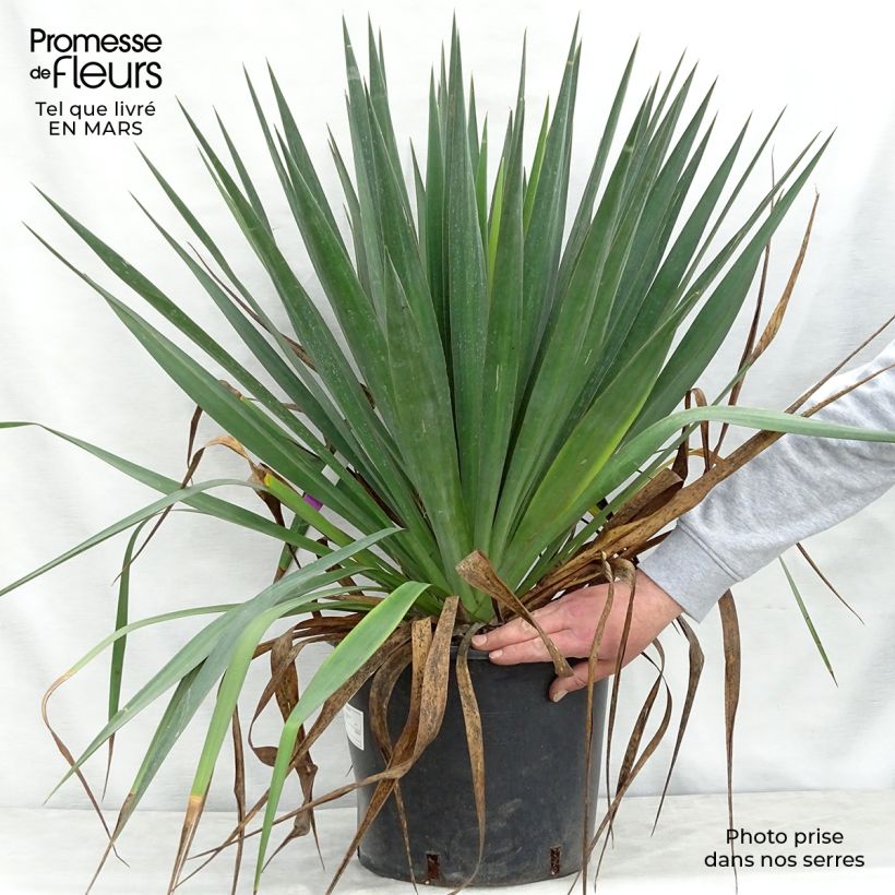 Example of Yucca gloriosa - Dague espagnole Pot de 7,5L/10L as you get in printemps