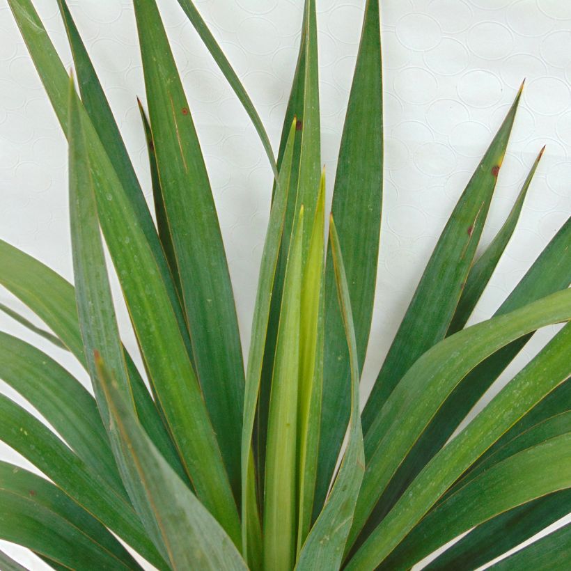 Yucca gloriosa - Dague espagnole (Foliage)