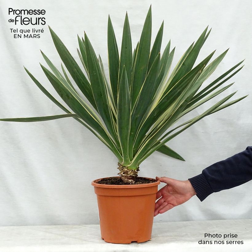 Example of Yucca gloriosa Variegata - Dague espagnole Pot de 4L/5L as you get in printemps
