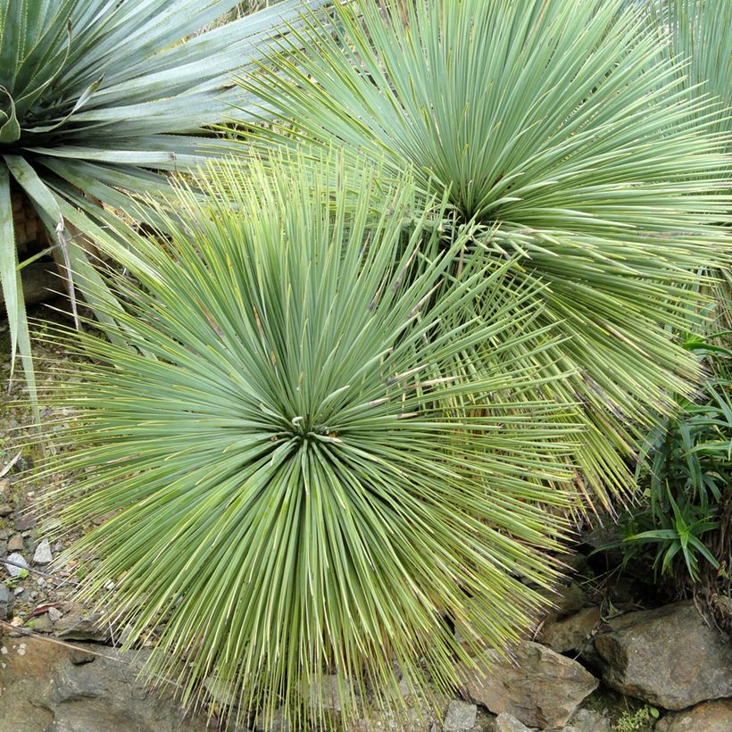 Yucca linearifolia - Yucca à feuilles linéaires (Foliage)