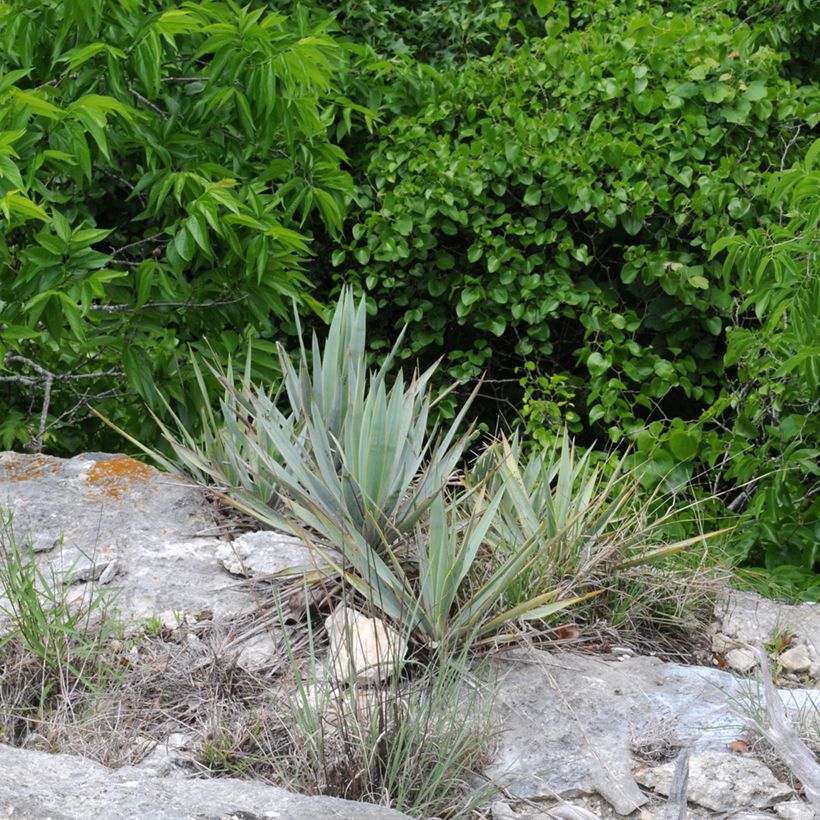 Yucca pallida (Plant habit)