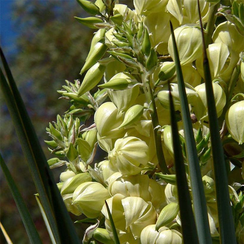 Yucca rigida - Yucca bleu (Flowering)