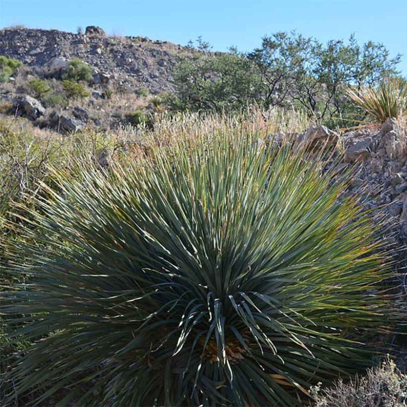 Yucca rigida - Yucca bleu (Plant habit)