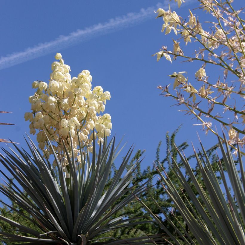Yucca rigida Blue Sentry - Yucca sentinelle bleue (Flowering)