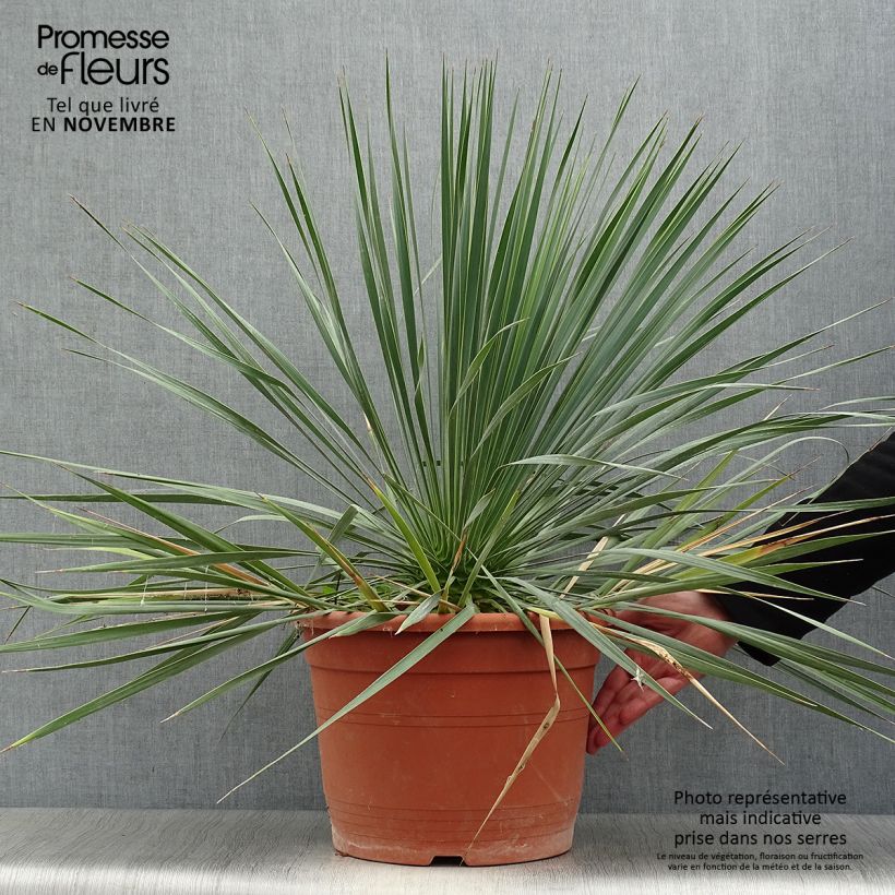 Spécimen de Yucca rostrata Pot de 12L/15L tel que livré en automne