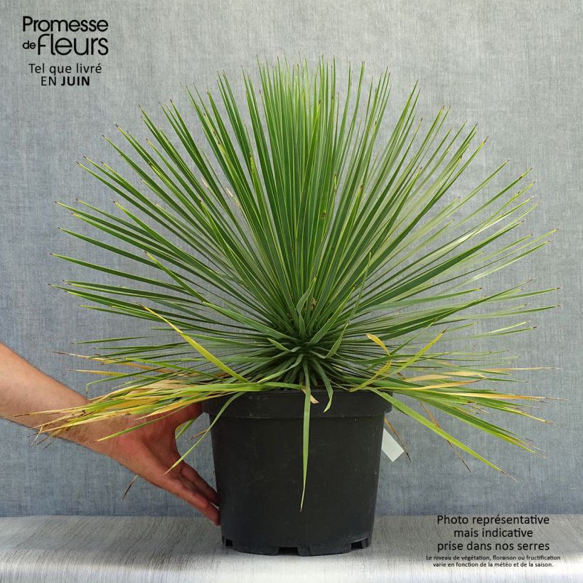Spécimen de Yucca rostrata Pot de 3L/4L tel que livré en été
