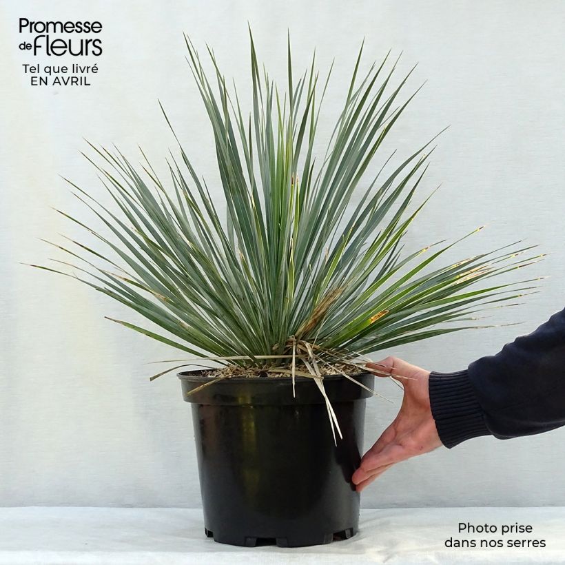 Example of Yucca rostrata Pot de 3L/4L as you get in printemps