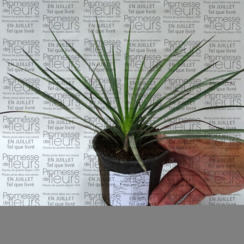 Spécimen de Yucca whipplei Pot de 12 cm / 13 cm tel que livré en été
