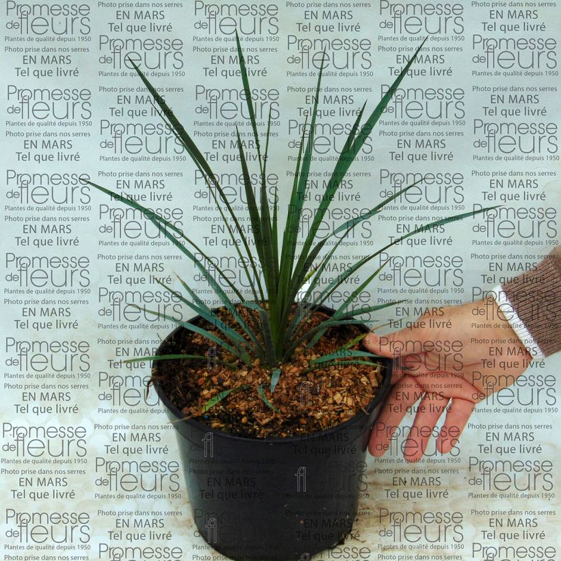 Example of Yucca whipplei Pot de 7,5L/10L as you get