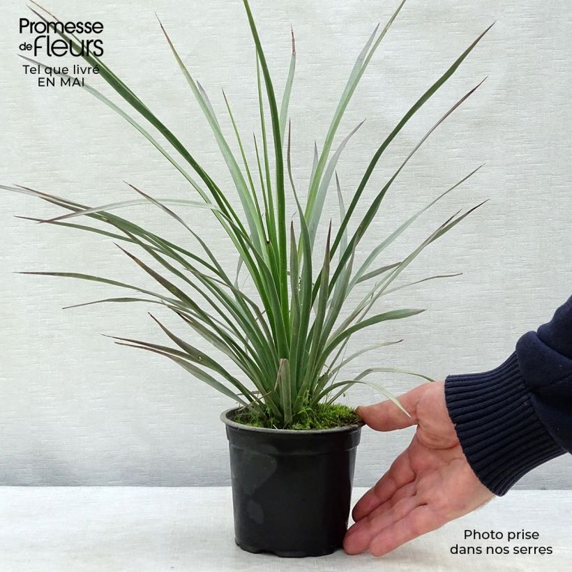 Example of Yucca whipplei Pot de 12 cm / 13 cm as you get in printemps