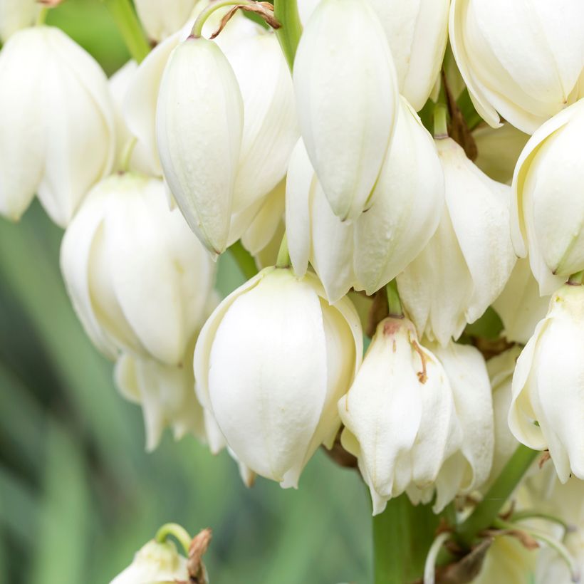 Yucca gloriosa - Dague espagnole (Floraison)