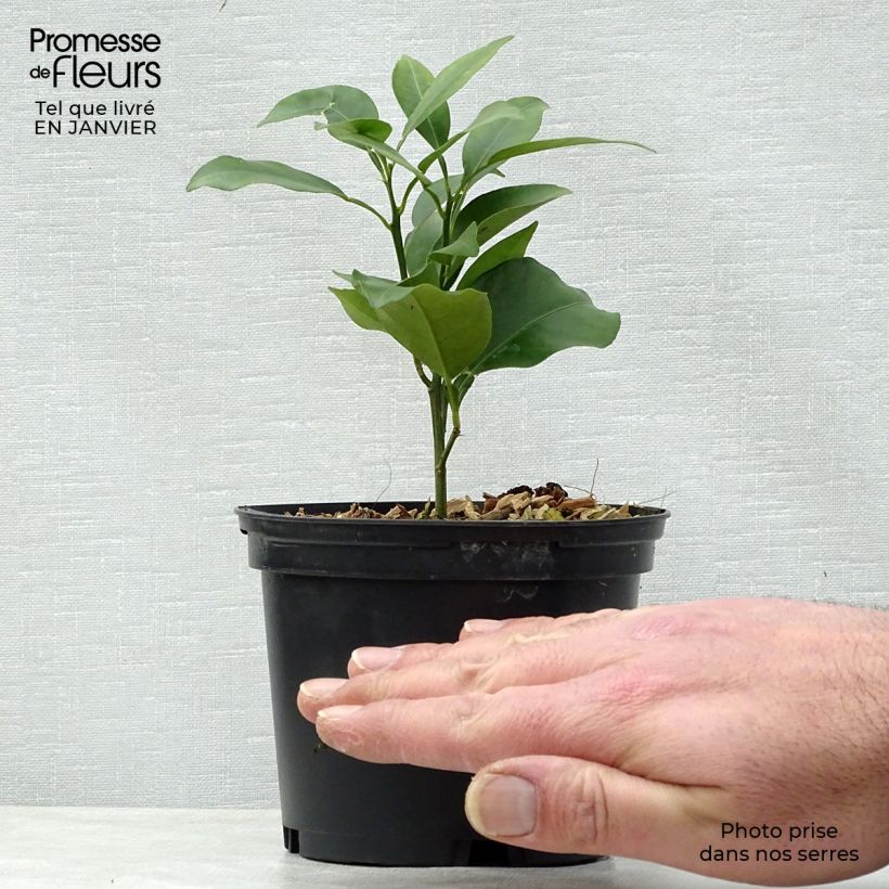 Example of Yuzu - Citrus junos Pot de 1L/1,5L, Buisson as you get in hiver