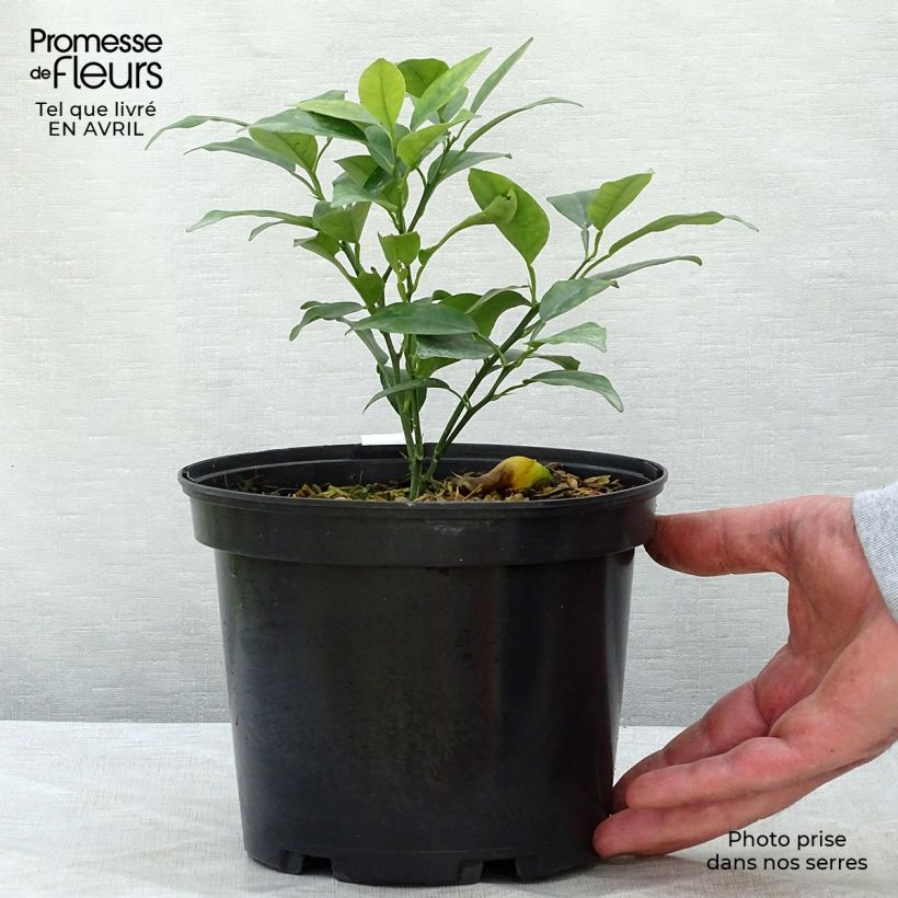 Example of Yuzu - Citrus junos Pot de 2L/3L, Buisson as you get in printemps