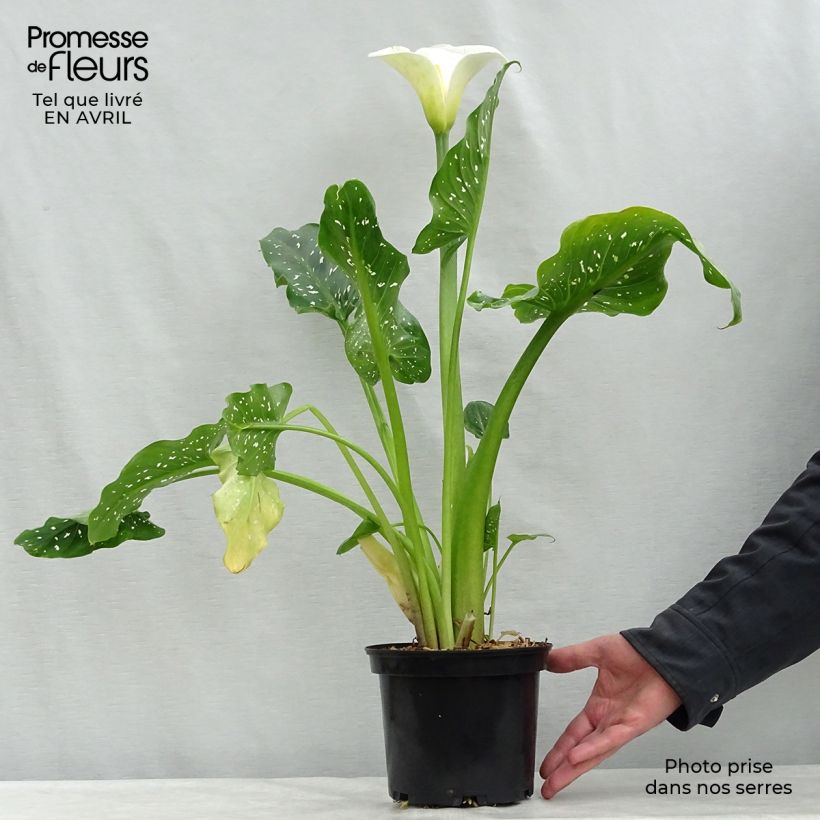 Example of Zantedeschia aethiopica Himalaya - Arum d'Ethiopie géant Pot de 2L/3L as you get in printemps