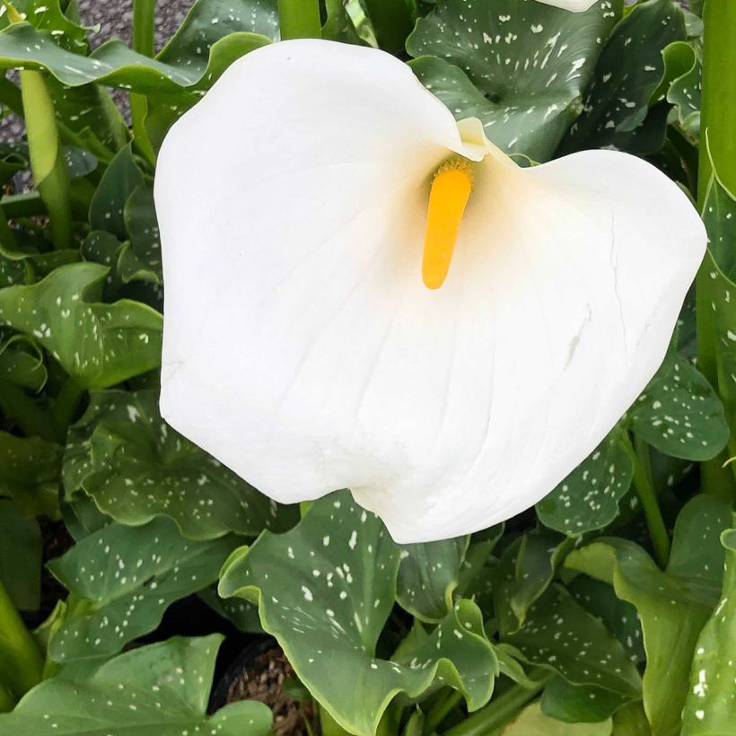 Zantedeschia aethiopica Himalaya - Arum d'Ethiopie géant (Flowering)