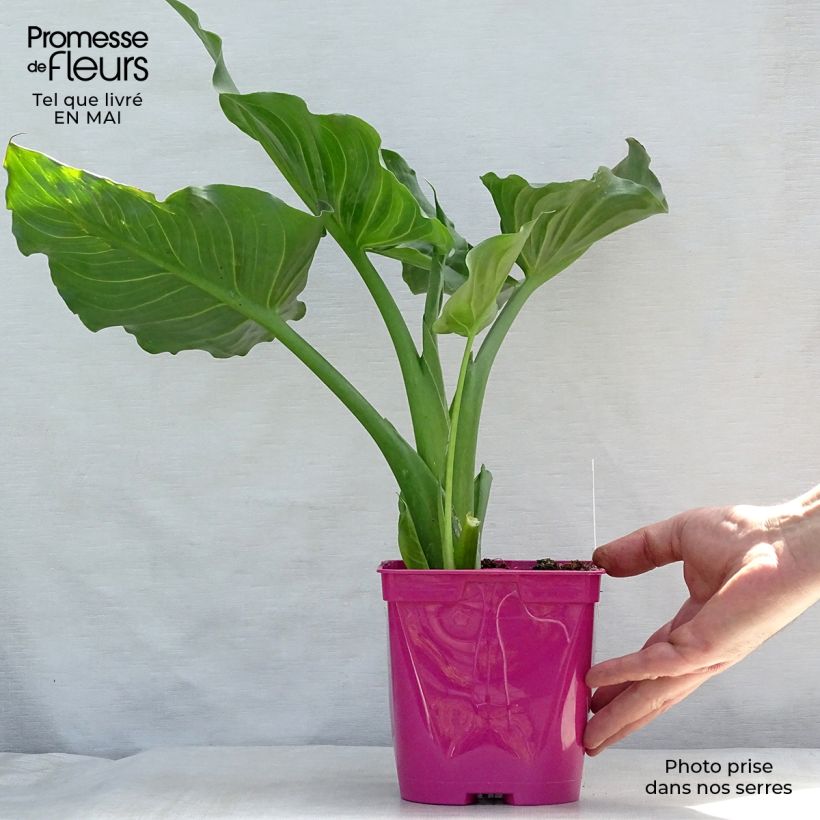 Example of Zantedeschia aethiopica Pink Flamingo - Arum d'Ethiopie Pot de 2L/3L as you get in printemps