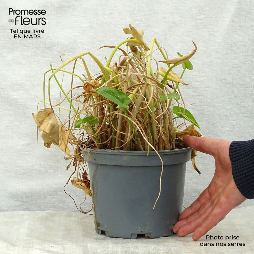 Spécimen de Zantedeschia aethiopica Prince Amaël - Arum d'Ethiopie au feuillage panaché Pot de 2L/3L tel que livré au printemps