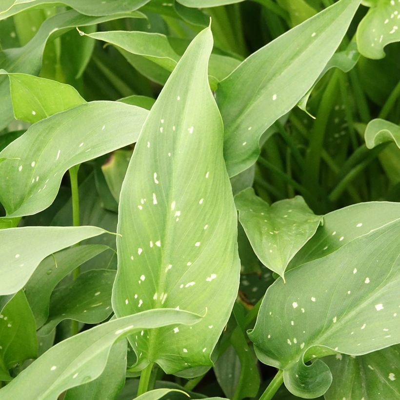 Zantedeschia aethiopica Scented Lady - Arum d'Ethiopie (Feuillage)