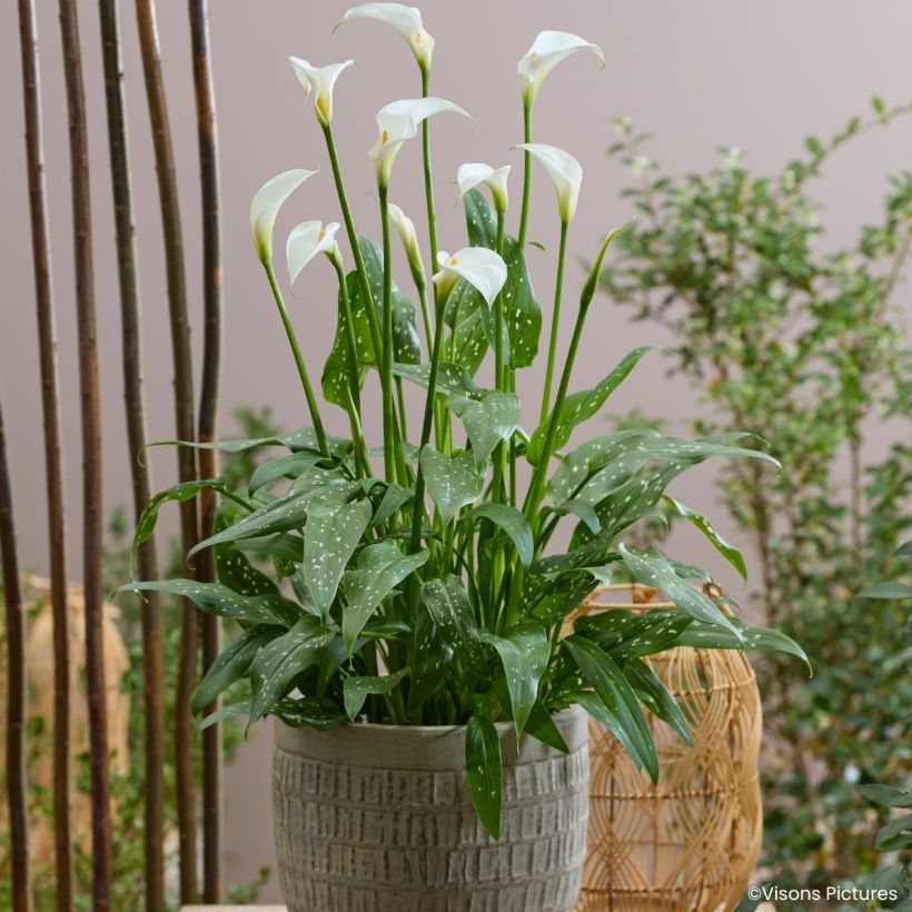 Zantedeschia aethiopica Scented Lady - Arum d'Ethiopie (Port)