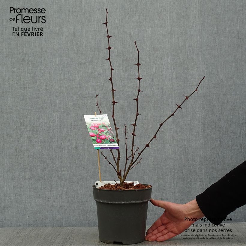 Example of Zanthoxylum americanum - Poivrier américain Pot de 4L/5L as you get in hiver