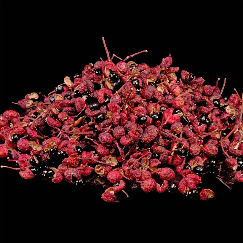 Zanthoxylum piperitum - Poivrier du Sichuan (Harvest)
