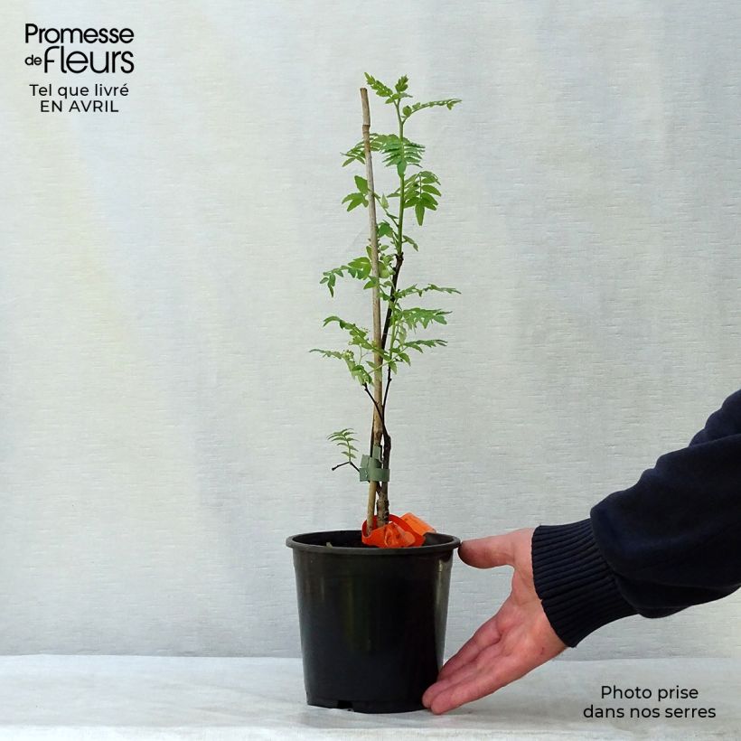 Example of Zanthoxylum piperitum - Poivrier du Sichuan Pot de 2L/3L as you get in printemps