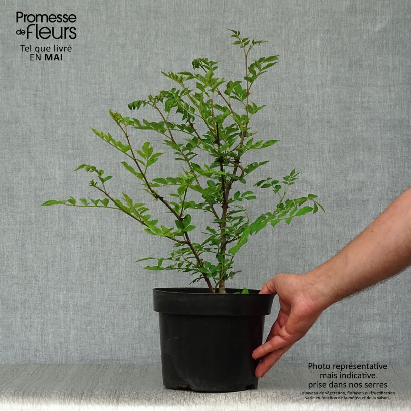 Example of Zanthoxylum simulans - Poivrier du Sichuan Pot de 2L/3L as you get in printemps