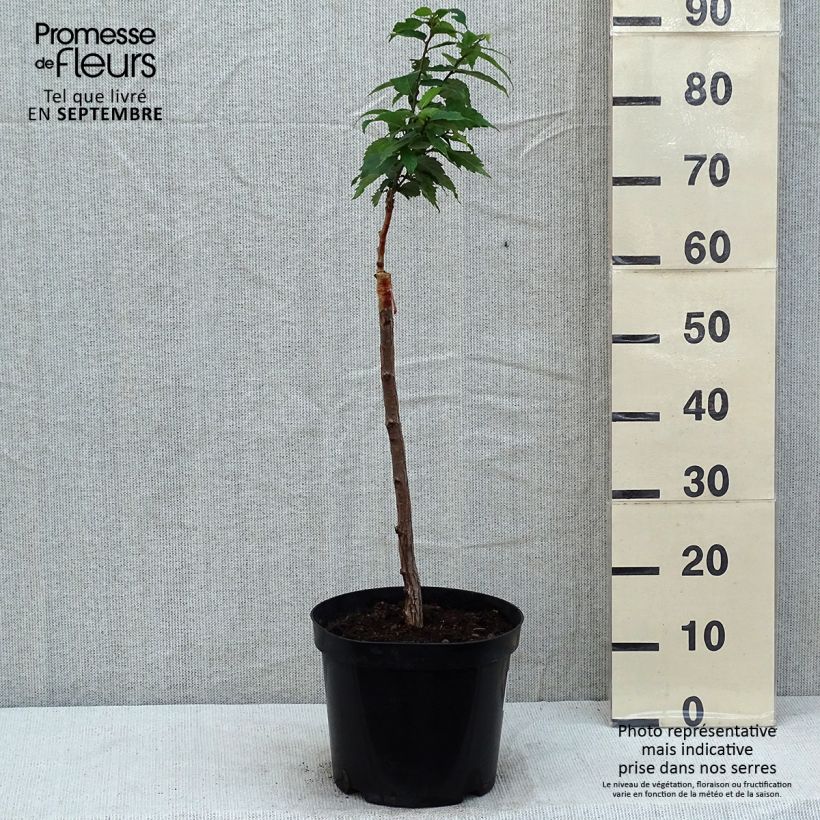 Spécimen de Zelkova serrata Goblin - Orme de Sibérie Pot de 4L/5L tel que livré en été