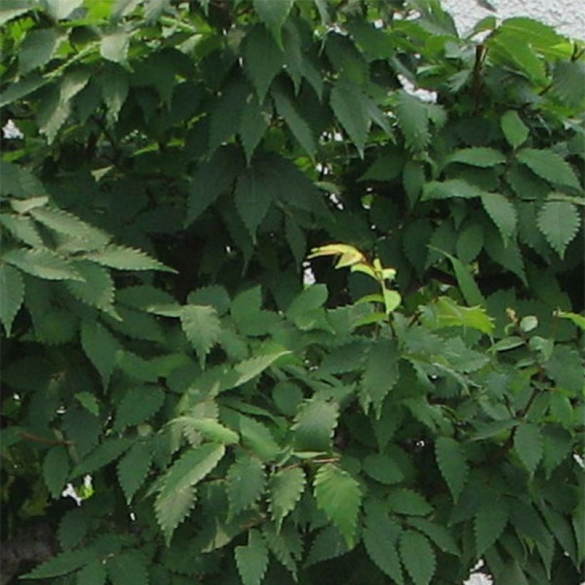 Zelkova serrata Green Vase - Orme de Sibérie (Foliage)