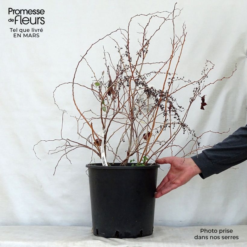 Spécimen de Zenobia pulverulenta Blue Sky - Muguet en arbre Pot de 12L/15L tel que livré au printemps