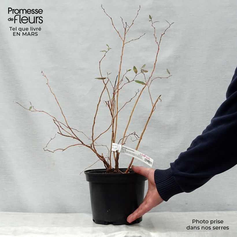 Spécimen de Zenobia pulverulenta Blue Sky - Muguet en arbre Pot de 3L/4L tel que livré au printemps