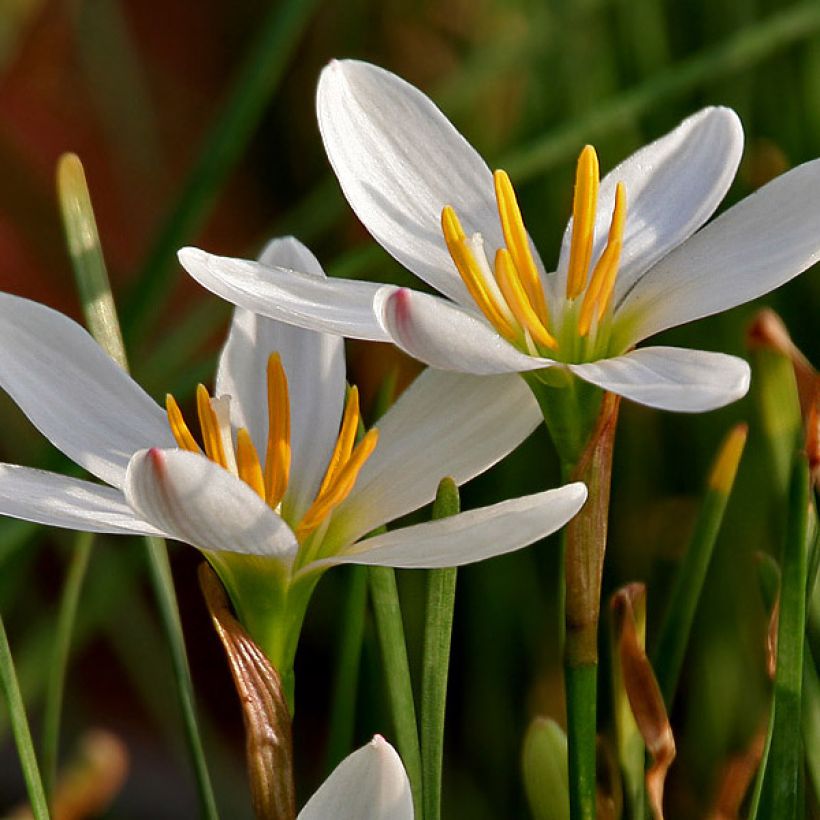Zephyranthes candida - Lis zéphyr (Flowering)