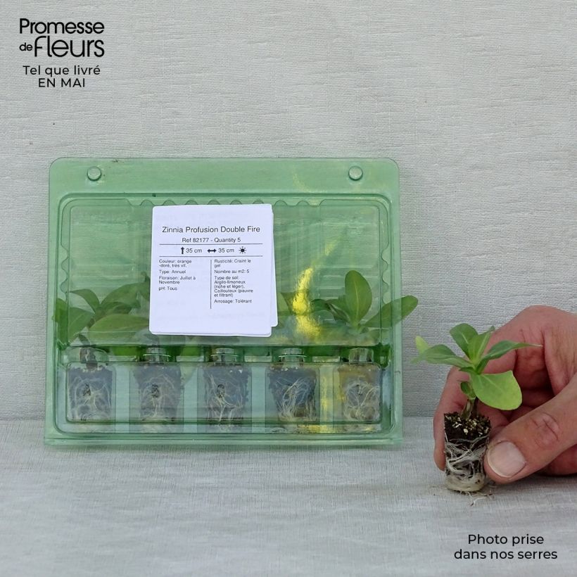 Spécimen de Zinnia Zahara Double Fire Mini-motte Ø 1,5/2,5 cm, Plant vert de 5 à 10 cm de haut tel que livré au printemps