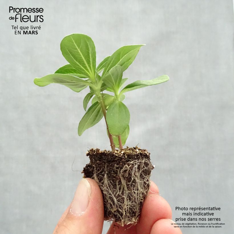 Example of Zinnia Profusion Double Hot Cherry Jardimotte : motte 3,8 cm x 3,2 cm en plaque de culture par 16 as you get in printemps