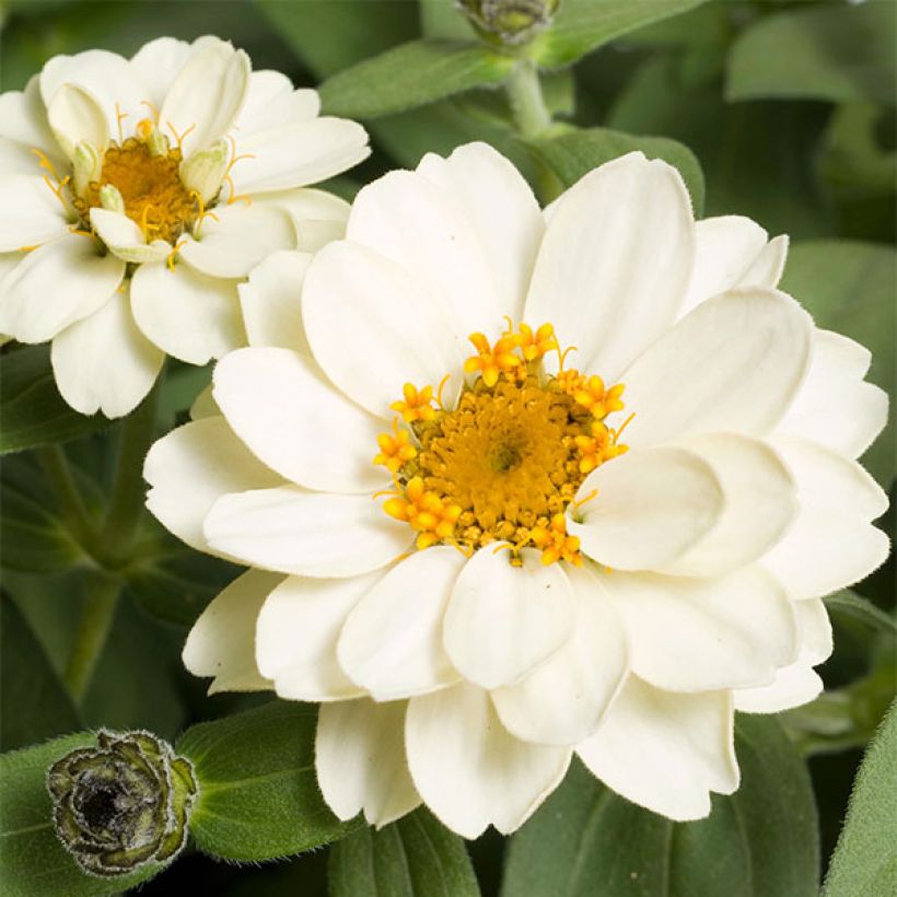 Zinnia Zahara Double White - Zinnia hybride double (Flowering)