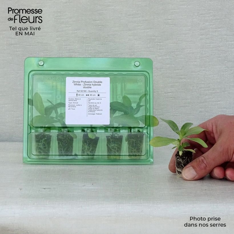 Example of Zinnia Zahara Double White - Zinnia hybride double Mini-motte Ø 1,5/2,5 cm, Plant vert de 5 à 10 cm de haut as you get in printemps