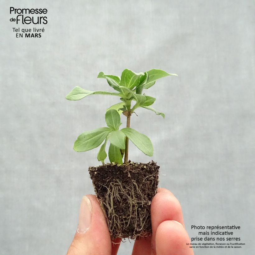 Example of Zinnia Zahara en mélange - Zinnia hybride Jardimotte : motte 3,8 cm x 3,2 cm en plaque de culture par 16 as you get in printemps