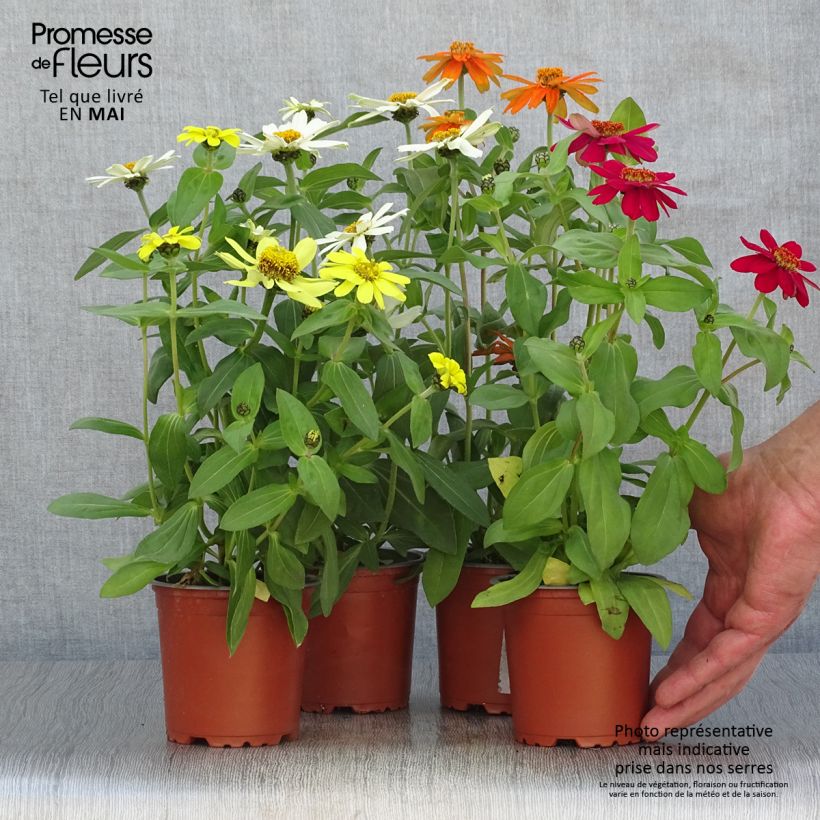 Example of Zinnia Zahara en mélange - Zinnia hybride Pot de 10 cm/11cm as you get in printemps