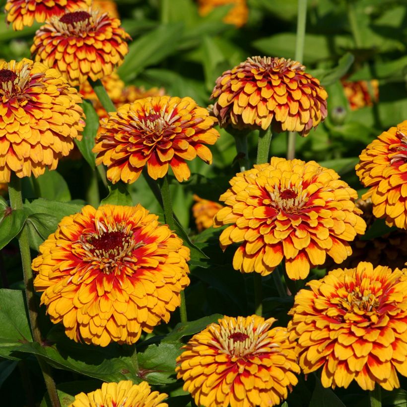 Graines de Zinnia elegans Macarenia (Flowering)