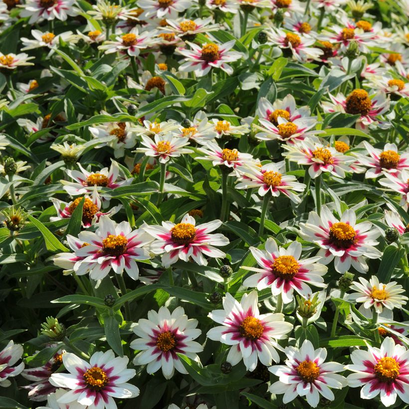 Graines de Zinnia du Maryland Zahara Starlight Rose (Plant habit)