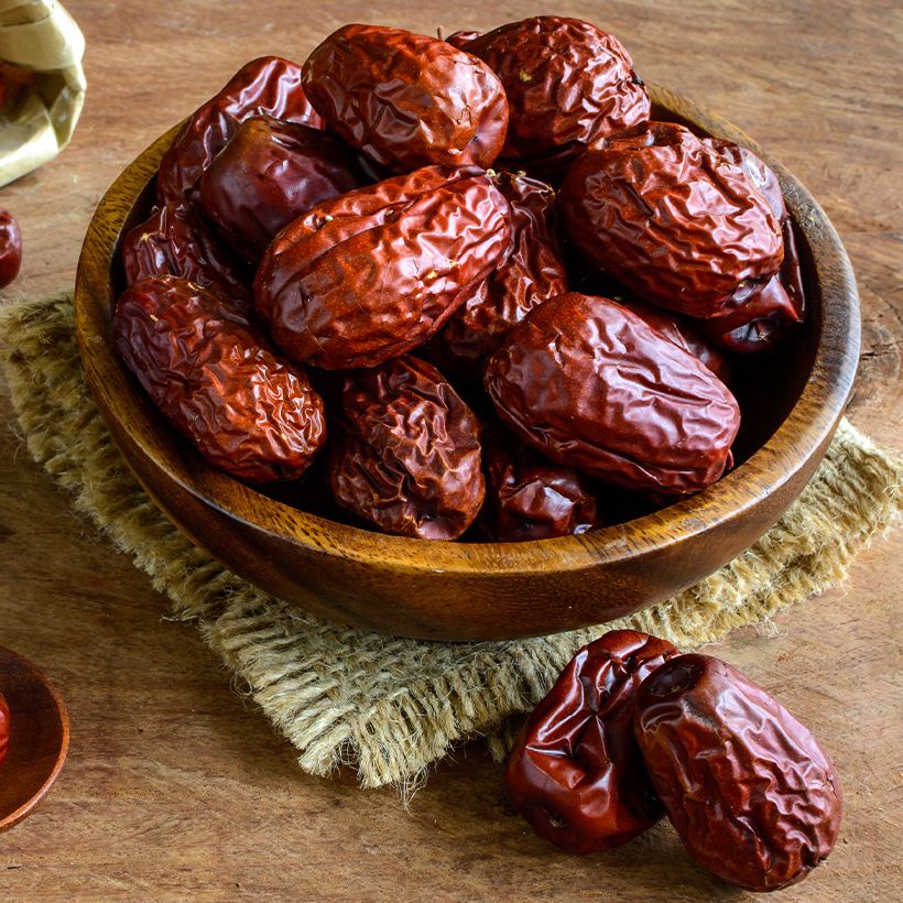 Ziziphus jujuba Abundance - Jujubier (Harvest)