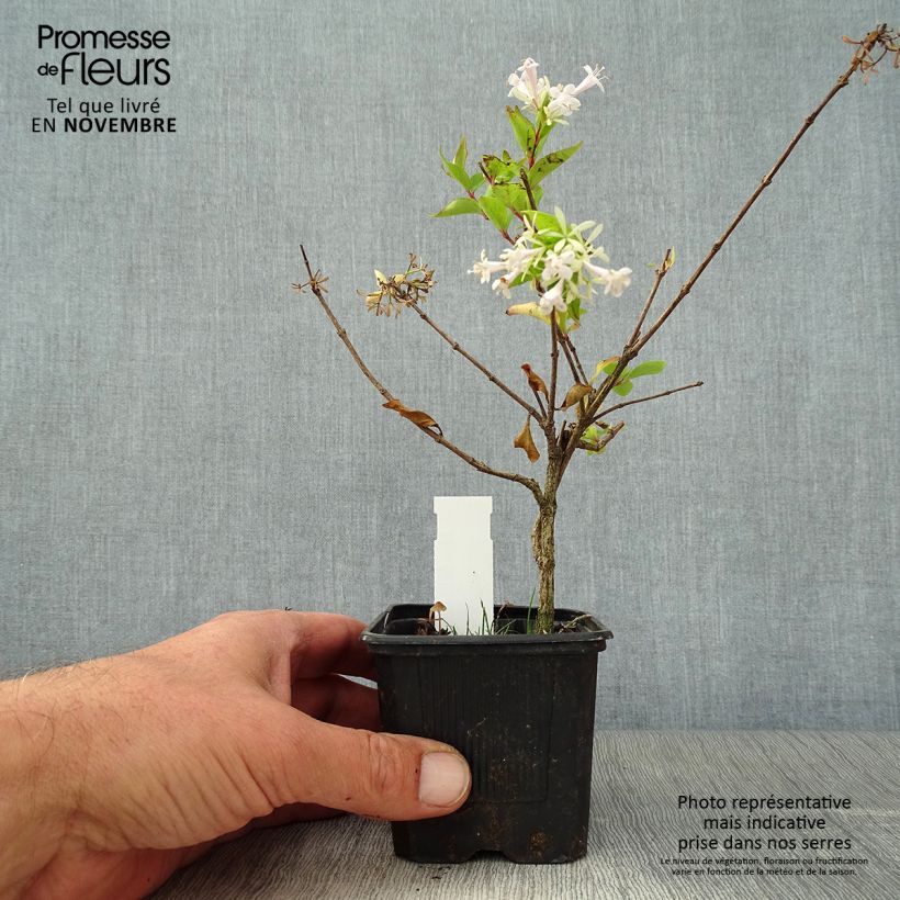 Spécimen de Abelia chinensis White Surprise - Abélia de Chine Godet de 8/9 cm tel que livré en automne