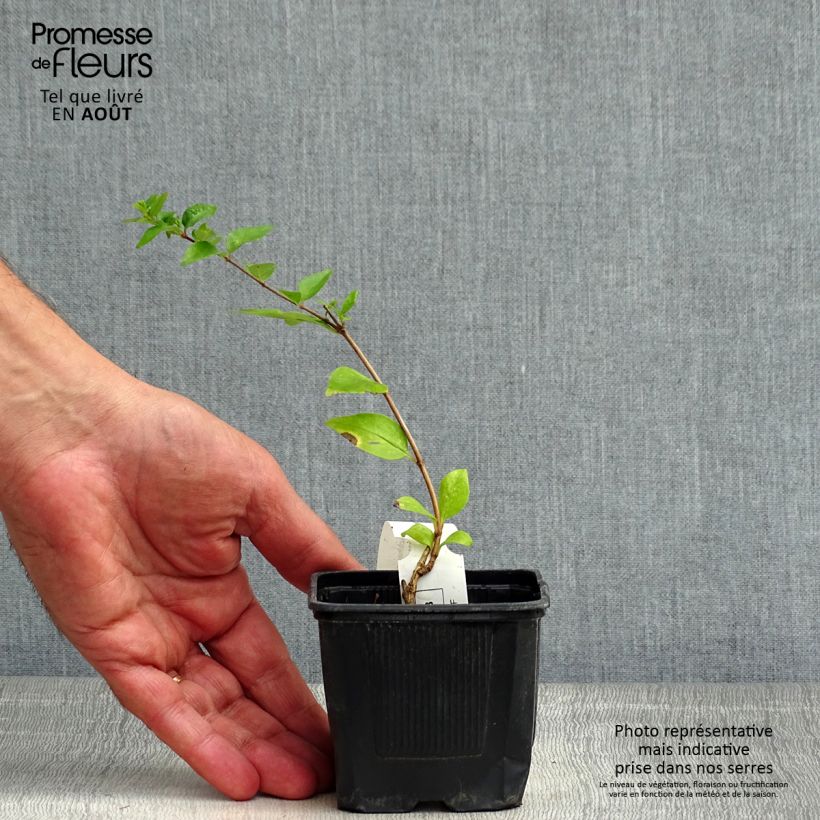 Spécimen de Abelia chinensis White Surprise - Abélia de Chine Godet de 8/9 cm tel que livré en été